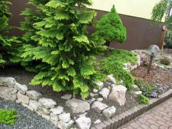 DABROWKA - vivaio di arbusti ornamentali, conifere, decidui, Polonia 03